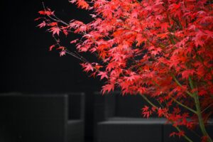 sns代行.comの価格はどのくらい？